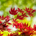 Red Maple Leaves by kvphoto