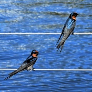 9th Apr 2023 -  Two Beautiful Swallows Sitting On A Wire ~ 