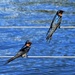  Two Beautiful Swallows Sitting On A Wire ~  by happysnaps
