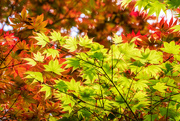 22nd Mar 2023 - Maple Leaves
