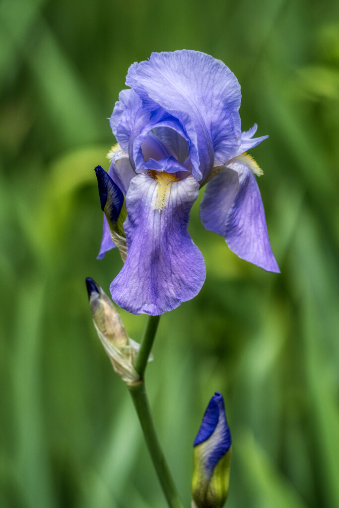Iris by kvphoto