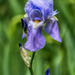 Iris by kvphoto