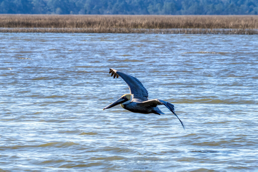 Pelican by kvphoto