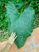 9th Apr 2023 - Big heart leaf. 