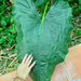 Big heart leaf.  by cocobella
