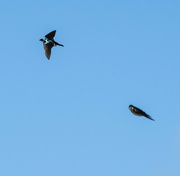 8th Apr 2023 - tree swallows