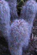 8th Apr 2023 - Cactus