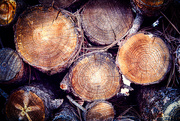 9th Apr 2023 - Wood Pile