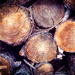 Wood Pile by careymartin