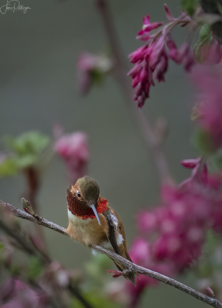 Rufous Preening in the Flowering Currant Bush  by jgpittenger