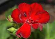 8th Apr 2023 - Single geranium bloom