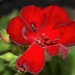 Single geranium bloom by sandlily