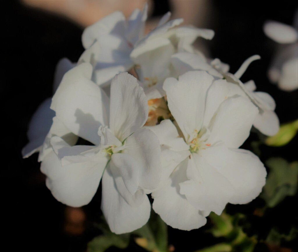 White Geranium April 8 by sandlily