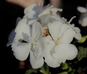 8th Apr 2023 - White Geranium April 8