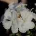 White Geranium April 8 by sandlily
