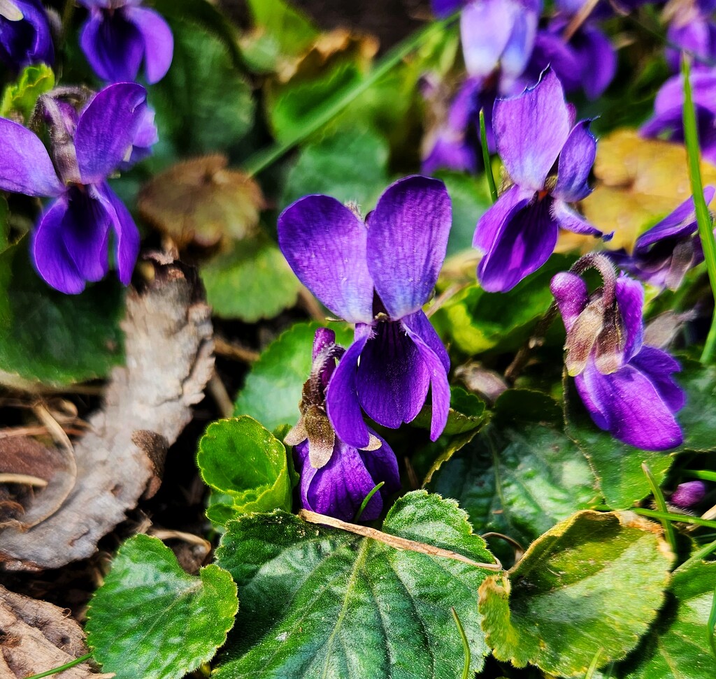 The Wood Violets are blooming by ljmanning