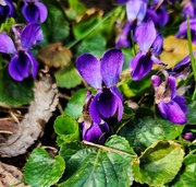 8th Apr 2023 - The Wood Violets are blooming
