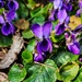 The Wood Violets are blooming by ljmanning