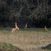 Deer at Play by kareenking