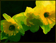 8th Apr 2023 - Daffodil Splash