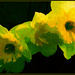 Daffodil Splash by olivetreeann