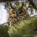 Long-Eared Owl Hiding in a Tree by taffy