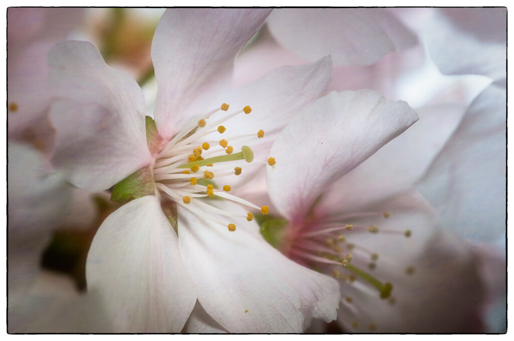 Cherry Blossom  by cdcook48