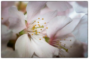 8th Apr 2023 - Cherry Blossom 