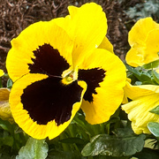 9th Apr 2023 - Easter Pansy