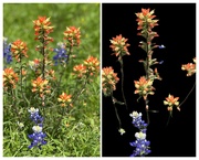 6th Apr 2023 - Indian Paintbrush wildflowers