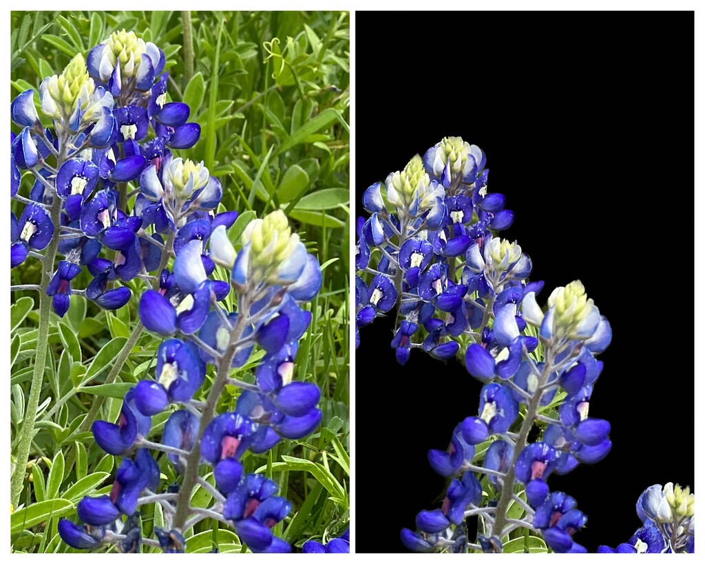 The State of Texas Flower, the Bluebonnet by louannwarren