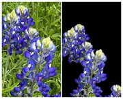 7th Apr 2023 - The State of Texas Flower, the Bluebonnet