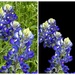 The State of Texas Flower, the Bluebonnet by louannwarren