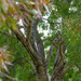 tree views by ulla