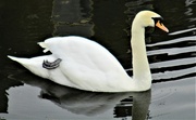 9th Apr 2023 - Male swan guarding the female swan on her nest..