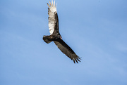 9th Apr 2023 - turkey vulture