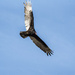 turkey vulture by darchibald