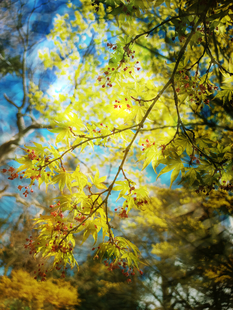 Acer by jlmather