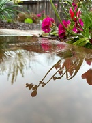 9th Apr 2023 - Reflection in the Rainwater