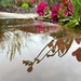 Reflection in the Rainwater by shutterbug49