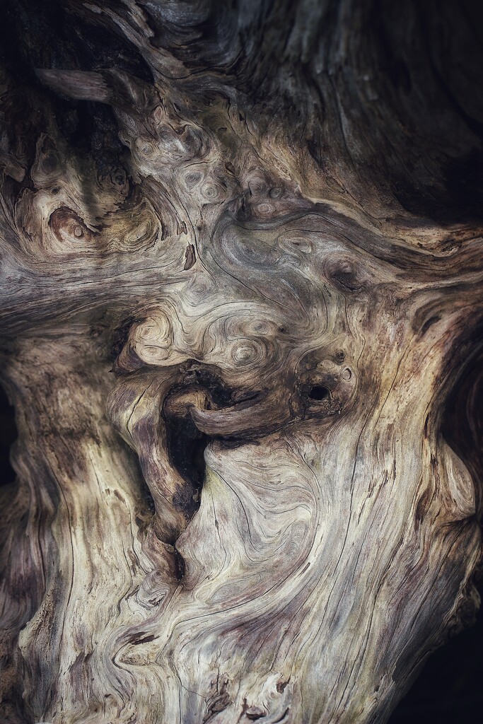 ~~textures in wood~~ by motherjane
