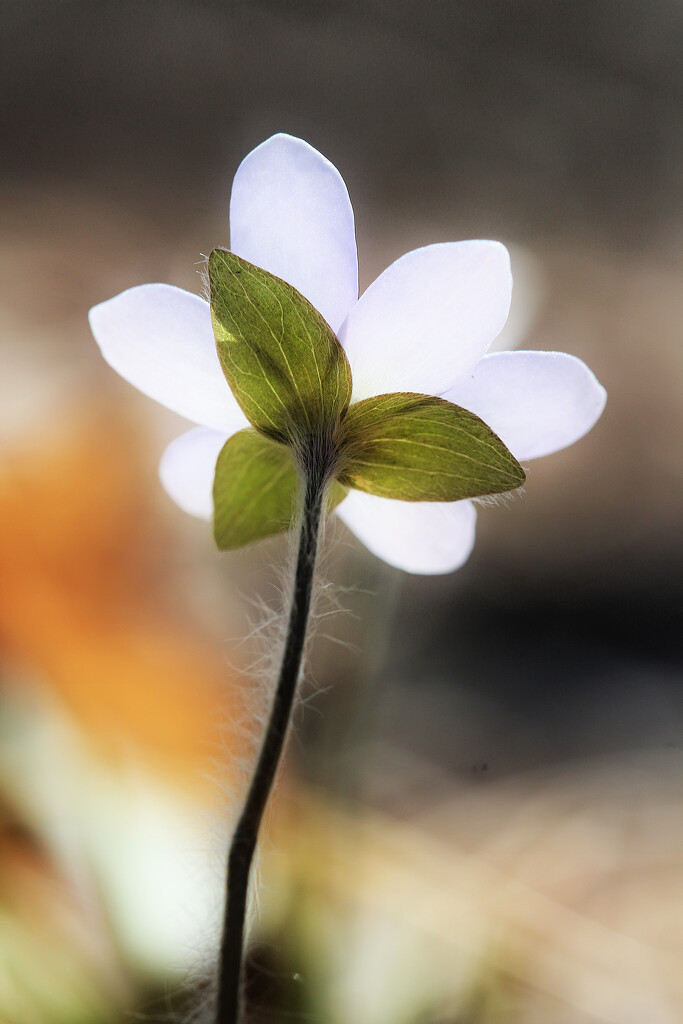 Hepatica 2023 (a) by juliedduncan