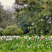 Easton Walled Gardens...again by 365projectmaxine