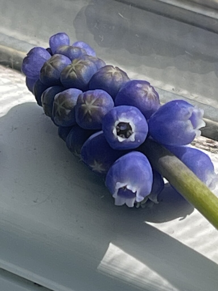 Grape Hyacinth  by green_eyes