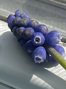 9th Apr 2023 - Grape Hyacinth 