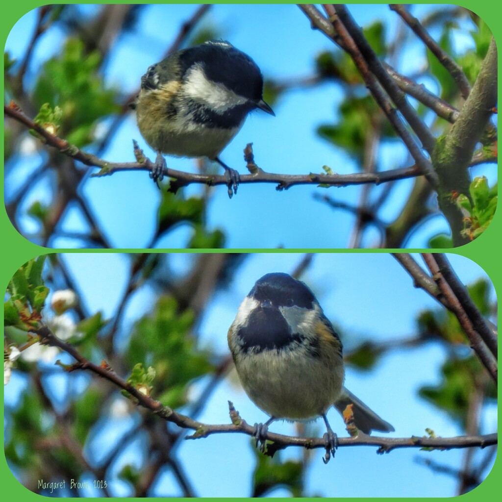 Coal tit by craftymeg