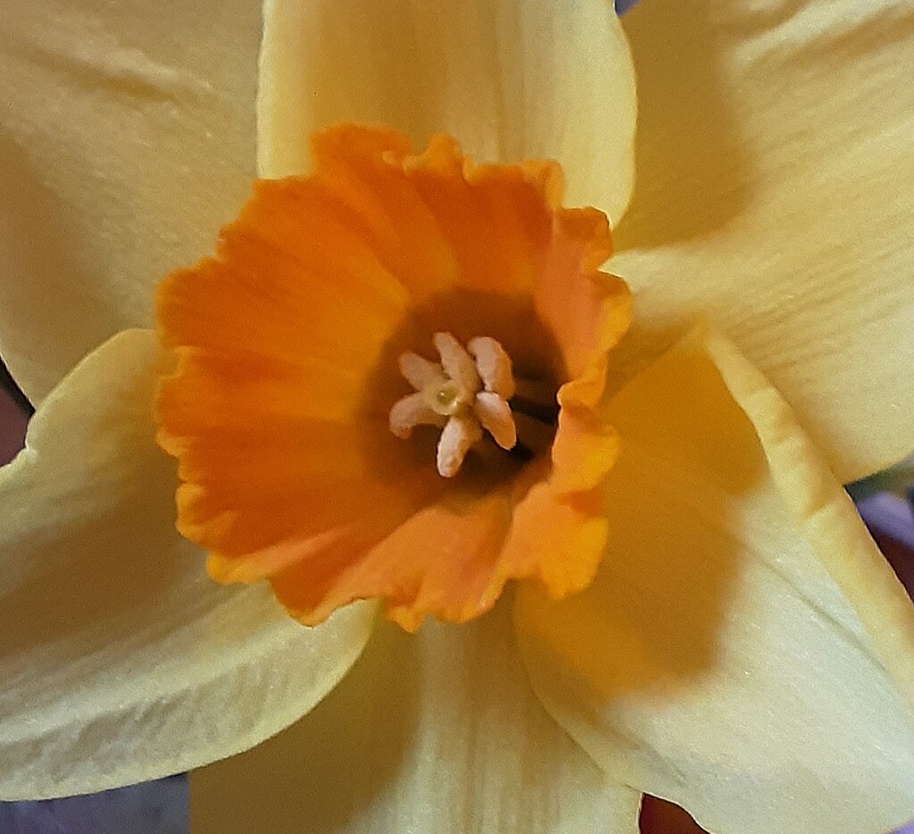 Orange centred daffodil.  by grace55