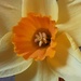 Orange centred daffodil.  by grace55