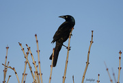 8th Apr 2023 - The Grackle