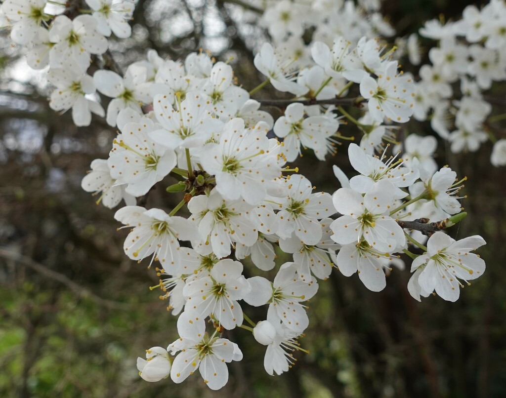 Blossom by jenbo